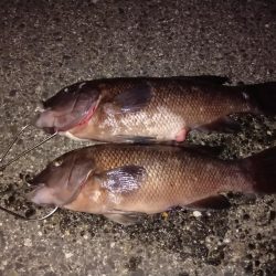 微妙なサイズのコブダイ